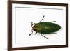 Top View of Steraspis Speciosa Green Beetle-Darrell Gulin-Framed Photographic Print