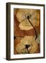 Topaze Opus Iceland Poppy-Albert Koetsier-Framed Art Print