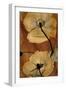 Topaze Opus Iceland Poppy-Albert Koetsier-Framed Art Print