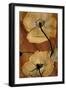 Topaze Opus Iceland Poppy-Albert Koetsier-Framed Premium Giclee Print