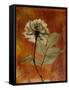 Topaze Opus Rose-Albert Koetsier-Framed Stretched Canvas