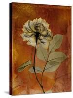 Topaze Opus Rose-Albert Koetsier-Stretched Canvas