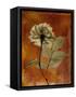 Topaze Opus Rose-Albert Koetsier-Framed Stretched Canvas