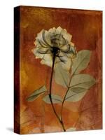 Topaze Opus Rose-Albert Koetsier-Stretched Canvas