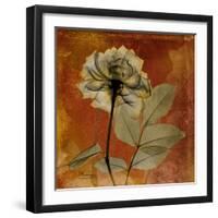 Topaze Opus Rose-Albert Koetsier-Framed Art Print