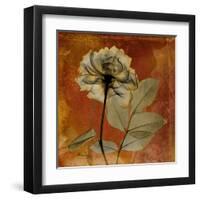 Topaze Opus Rose-Albert Koetsier-Framed Art Print