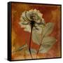 Topaze Opus Rose-Albert Koetsier-Framed Stretched Canvas