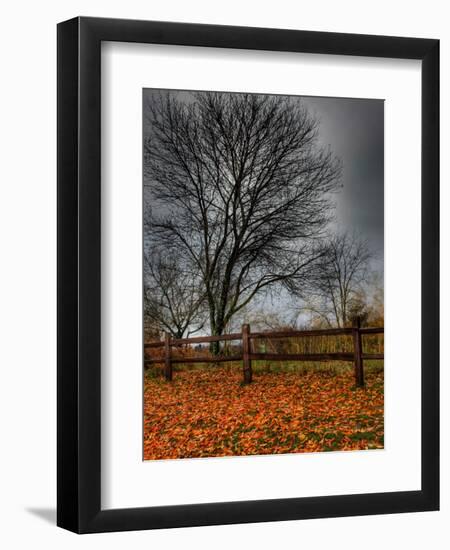 Topcat-Jim Crotty-Framed Premium Photographic Print