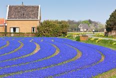 Multicolored Narcissus Field in Holland-topdeq-Photographic Print