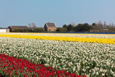 Blue Muscari Field in Holland-topdeq-Stretched Canvas