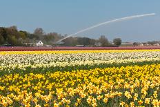 Multicolored Narcissus Field in Holland-topdeq-Photographic Print