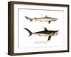 Tope Shark-null-Framed Giclee Print