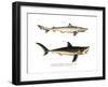 Tope Shark-null-Framed Giclee Print