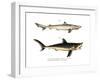 Tope Shark-null-Framed Giclee Print