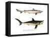 Tope Shark-null-Framed Stretched Canvas
