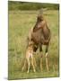 Topi and Nursing Baby-Joe McDonald-Mounted Photographic Print