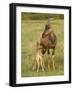 Topi and Nursing Baby-Joe McDonald-Framed Photographic Print