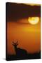 Topi Antelope Silhouette at Sunrise-Paul Souders-Stretched Canvas