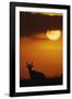 Topi Antelope Silhouette at Sunrise-Paul Souders-Framed Photographic Print