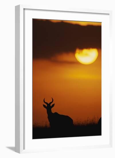 Topi Antelope Silhouette at Sunrise-Paul Souders-Framed Photographic Print