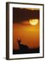 Topi Antelope Silhouette at Sunrise-Paul Souders-Framed Photographic Print