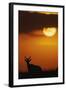 Topi Antelope Silhouette at Sunrise-Paul Souders-Framed Photographic Print