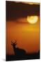 Topi Antelope Silhouette at Sunrise-Paul Souders-Mounted Photographic Print