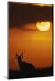 Topi Antelope Silhouette at Sunrise-Paul Souders-Mounted Photographic Print