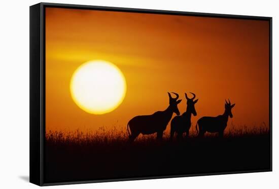 Topi Antelope Silhouettes at Sunrise-Paul Souders-Framed Stretched Canvas