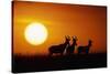 Topi Antelope Silhouettes at Sunrise-Paul Souders-Stretched Canvas