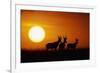 Topi Antelope Silhouettes at Sunrise-Paul Souders-Framed Photographic Print