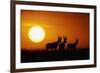 Topi Antelope Silhouettes at Sunrise-Paul Souders-Framed Photographic Print