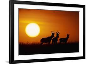 Topi Antelope Silhouettes at Sunrise-Paul Souders-Framed Photographic Print