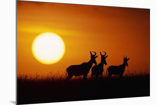 Topi Antelope Silhouettes at Sunrise-Paul Souders-Mounted Photographic Print