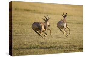 Topi Chase-Joe McDonald-Stretched Canvas