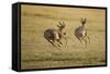 Topi Chase-Joe McDonald-Framed Stretched Canvas