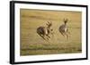 Topi Chase-Joe McDonald-Framed Photographic Print