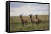 Topi (Damaliscus Korrigum), Masai Mara National Reserve, Kenya, East Africa, Africa-Angelo Cavalli-Framed Stretched Canvas
