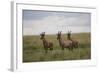 Topi (Damaliscus Korrigum), Masai Mara National Reserve, Kenya, East Africa, Africa-Angelo Cavalli-Framed Photographic Print