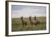 Topi (Damaliscus Korrigum), Masai Mara National Reserve, Kenya, East Africa, Africa-Angelo Cavalli-Framed Photographic Print