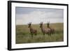 Topi (Damaliscus Korrigum), Masai Mara National Reserve, Kenya, East Africa, Africa-Angelo Cavalli-Framed Photographic Print