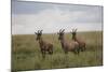 Topi (Damaliscus Korrigum), Masai Mara National Reserve, Kenya, East Africa, Africa-Angelo Cavalli-Mounted Photographic Print