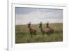 Topi (Damaliscus Korrigum), Masai Mara National Reserve, Kenya, East Africa, Africa-Angelo Cavalli-Framed Photographic Print