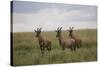 Topi (Damaliscus Korrigum), Masai Mara National Reserve, Kenya, East Africa, Africa-Angelo Cavalli-Stretched Canvas