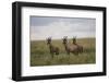 Topi (Damaliscus Korrigum), Masai Mara National Reserve, Kenya, East Africa, Africa-Angelo Cavalli-Framed Photographic Print