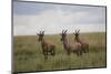 Topi (Damaliscus Korrigum), Masai Mara National Reserve, Kenya, East Africa, Africa-Angelo Cavalli-Mounted Photographic Print