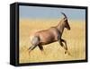 Topi (Damaliscus Lunatus) Running in Field, Serengeti National Park, Tanzania-null-Framed Stretched Canvas