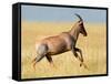 Topi (Damaliscus Lunatus) Running in Field, Serengeti National Park, Tanzania-null-Framed Stretched Canvas