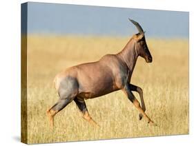 Topi (Damaliscus Lunatus) Running in Field, Serengeti National Park, Tanzania-null-Stretched Canvas