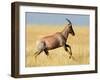 Topi (Damaliscus Lunatus) Running in Field, Serengeti National Park, Tanzania-null-Framed Photographic Print